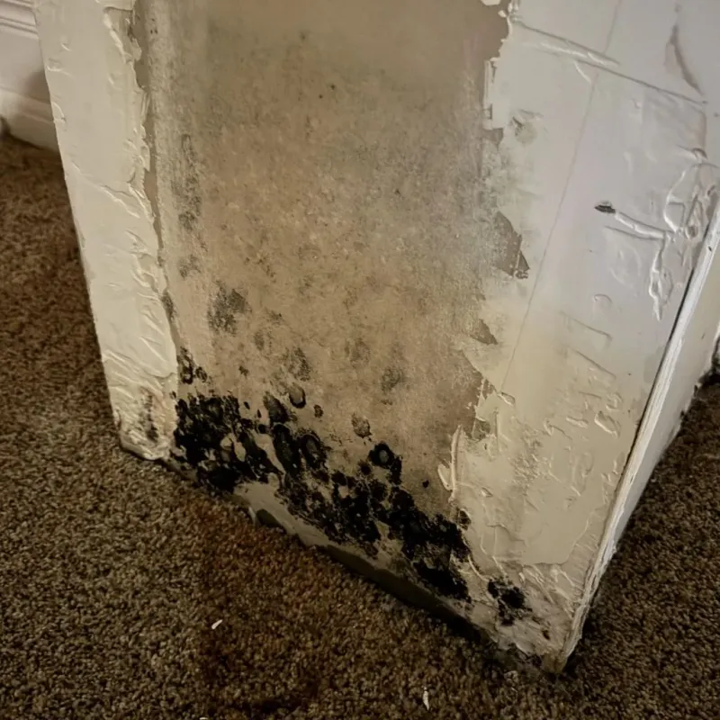 Professional Mold Removal in Bremen, IN